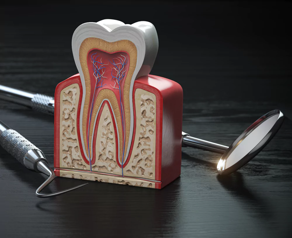 A detailed cross-section model of a tooth showing nerves, enamel, and dentin, with dental tools on a black surface, representing tooth extraction procedures.