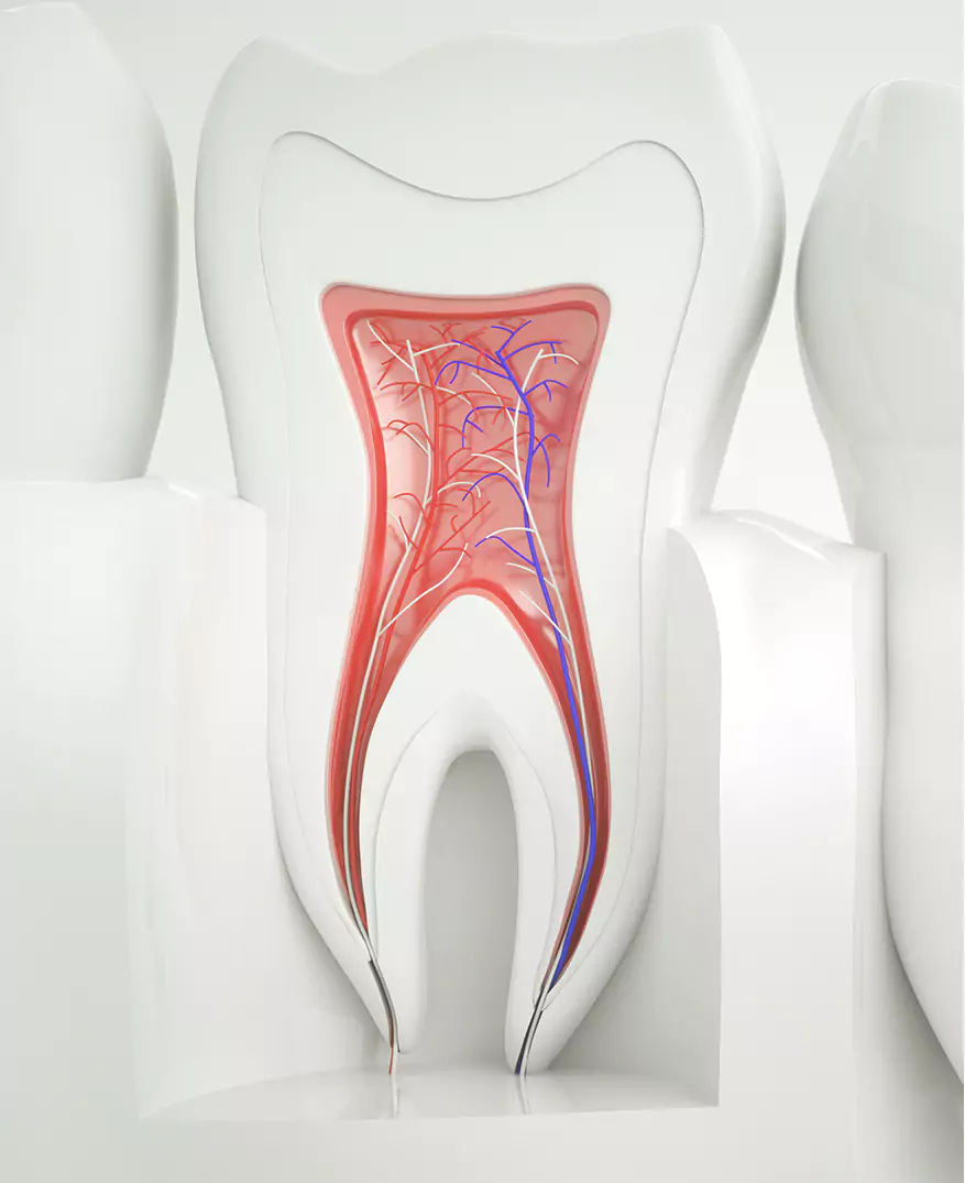 Detailed cross-section illustration of a tooth showing nerves, blood vessels, and root canals.