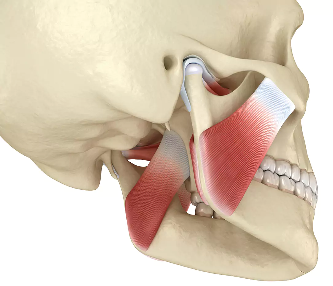 3D medical illustration of the human skull highlighting the temporomandibular joint (TMJ) and jaw muscles.
